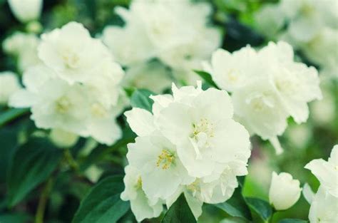 陽台種茉莉花|夏花之王茉莉花陽台盆栽管理養護要點